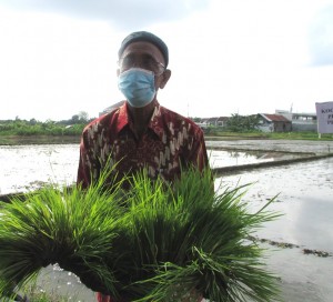 Ketua Gapoktan Tani Makmur Drs Suyatman menunjukkan benih varietas PAJAJARAN yang super genjah yang diambil dari persemaian (Foto:sembada/rori)