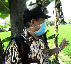Ir Kadir mencermati pertanaman padi hibrida yang dijadikan calon benih di Dusun Sukorejo, Desa Paron, Kecamatan Paron, Kab.Ngawi (Foto:sembada/rori)