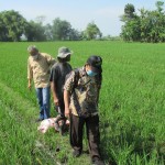 Pengawas Benih Kab.Ngawi Ir Kadir (kanan) terjun ke sawah mengamati perkembangan pertumbuhan padi calon benih bersama Eko Handri (tengah) dan Ir Jarot (Foto:sembada/rori)
