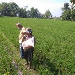 Ir Jarot (kiri) mendampingi petani Desa Paron,Kec.Paron untuk persiapan pemupukan padi hibrida di lahan garapannya yang luasnya sekitar 5 ha (Foto:sembada/rori)