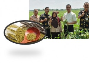 Direktur Jenderal Tanaman Pangan Dr Ir Suwandi (kanan) pada saat panen kacang hijau (Foto:sembada/dok-ist)
