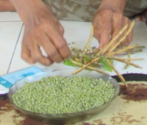 Kacang hijau yang dirontokkan petani dengan tangan  setelah panen (Foto:sembada/rori)