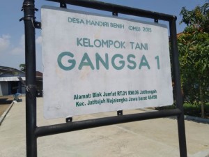 Kelompok Tani Gangsa-1 memulai penangkaran benih padi pada lahan seluas 1 hektare di Desa Jati Tengah, Kec.Jati Tujuh, Kabupaten Majalengka, Jawa Barat (Foto:sembada/henry)