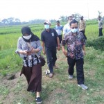 Tim monitoring Dit TP dipimpin Catur Setyawan,STPMSi tinjau hamparan perbenihan padi milik Kelompok Tani Raharja di Desa Mandiri Benih Cijalingan, Kec. Cicantayan, Kab.Sukabumi (Foto:sembada/henry)