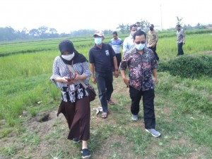 Tim monitoring Dit TP dipimpin Catur Setyawan,STPMSi tinjau hamparan perbenihan padi milik Kelompok Tani Raharja di Desa Mandiri Benih Cijalingan, Kec. Cicantayan, Kab.Sukabumi (Foto:sembada/henry)