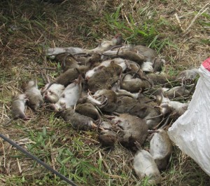 Tikus tangkapan regu-A yang terdiri dari petani dan Babinsa TNI  (Foto:sembada/rori)