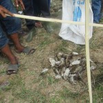 Tikus tangkapan regu-B yang terdiri dari petani dan Babinsa TNI  (Foto:sembada/rori)