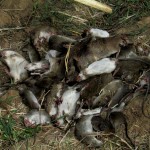 Tikus tangkapan regu-C yang terdiri dari petani dan Babinsa TNI  (Foto:sembada/rori)
