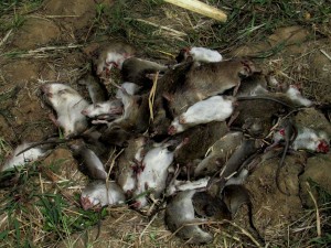 Tikus tangkapan regu-C yang terdiri dari petani dan Babinsa TNI  (Foto:sembada/rori)