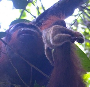 Dokumentasi Orang hutan Kalimantan KP  Makur - Tuanan Team memangsa kukang (Foto:sembada/tim ilmuwan unas dan mitra internasional)