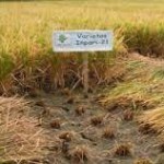 Saat memanen padi dengan sabit tanah harus tetap lembab dan batangnya disisakan hanyak setinggi 5 cm untuk pertunasan (Foto:sembada/litbangtan)