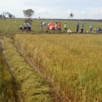 Peluang panen yang mendukung ketahanan pangan (Foto:sembada/rori)  horizon mata memandang hamparan tanaman padi di Desa Telang Jaya, Kec.Muara, Kab.Banyuasin  hamparan padi sawah rawa mendorong peningkatan produksi  (Foto:sembada/rori)