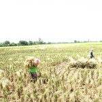 Hanya berjarak 30 meter dari lahan yang dipanen dengan traktor 'combine harvester' petani Desa Mundak Jaya masih memanen padi mereka dengan sabit (Foto:sembada/rori)