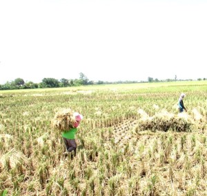 Hanya berjarak 30 meter dari lahan yang dipanen dengan traktor 'combine harvester' petani Desa Mundak Jaya masih memanen padi mereka dengan sabit (Foto:sembada/rori)