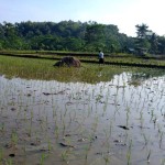 Lahan seluas 10 ha sudah ditanami padi semi organik (Foto:sembada/rori)
