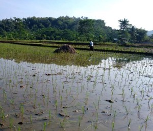 Lahan seluas 10 ha sudah ditanami padi semi organik (Foto:sembada/rori)