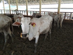 Sapi dalam kandang di Gresik, Jawa Timur. Sapi peternak rakyat maupun sapi penggemukan milik pengusaha besar terancam musnah (Foto:sembada/henry)
