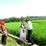 Petani Dusun Jelok, Desa Sendang Sari Nyonya Sugino (54) berkata padi MENOR sangat menyanangkan karena sudah wangi dari jarak jauh (Foto:sembada/rori)