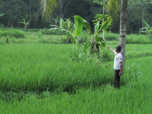 Di lokasi ini ditanami padi seluas 2,5 ha dan Ngasijo menunjuk  ladang berisi kelapa, melinjo, sukun dan pisang yang akan dibuldoser untuk dicetak sawah baru (Foto:sembada/rori)