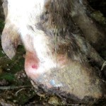 Kaki sapi yang diduga merupakan serangan virus PMK (Foto:sembada/rori)