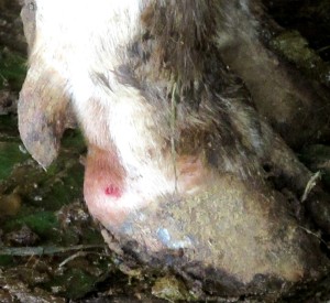 Kaki sapi yang diduga merupakan serangan virus PMK (Foto:sembada/rori)