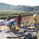 Para petani Dusun Bulak Njelok, Desa Girinyono, Pengasih sedang membersihkan hasil panenan mereka (Foto:sembada/rori)
