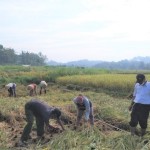 Padi Menor di sawah Desa Bulak Gegunung milik petani Kelompok Tani TANI MAKMUR  sedang semangat bahu-membahu memanen pada MENOR  (Foto:sembada/rori)