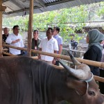 Bupati Nina Da'i Bachtiar sangat tertarik menyaksikan pembesaran sapi di SLP Gotong-royong Perjuangan yang bisa mencapai 4 kg per hari (Foto:sembada/henry-slp cariu