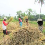 Petani Anggota Kelompok Tani Saluyu, Desa Cimanggu Dadai (kiri), Risris (ke-2 kiri) dan Cacam (kanan) bersama Kepala UPTD Pelayanan Pertanian Cilaku Wartini (ke-2 kanan) sedang merontokkan padi yang dituai (Foto:sembada/rori)
