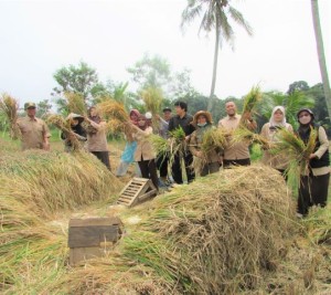 Para penyulu, petugas POPT dan  Media Pertanian online www.sembadapangan.com beramai-ramai akan 'membanting' atau merontokkan padi hasil panenan (Foto:sembada/rori)