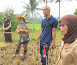 Petani Omin (ke-2 kanan) bersama Wartini (kanan) dan PPL Desa Cimanggu Rina Suartini menujukkan lahan sawah yang sudah retak sejak padi masih proses pengisian malai. Paling kiri adalah petugas POPT Naival Nur(Foto:sembada/rori)