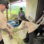 Dibantu para penyuluh, Wartini,SP,MP 'membanting' padi hasil ubinan. Ia memberi contoh kepada para penyuluh untuk melayani petani seiklas sepenuh hati (Foto:sembada/rori)