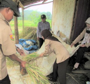 Dibantu para penyuluh, Wartini,SP,MP 'membanting' padi hasil ubinan. Ia memberi contoh kepada para penyuluh untuk melayani petani seiklas sepenuh hati (Foto:sembada/rori)