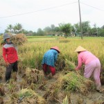 Karena ongkos buruh mahal, Ipin (kiri), Inah dan Marni harus memanen sendiri padinya di Desa Lio, Kec.Karang Tengah, Kab.Cianjur, Jabar (Foto:sembada/rori)
