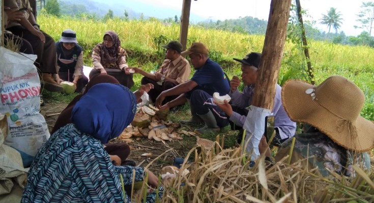 Air Kurang dan Burung Tiap Hari Bersantap Hasil Panen 25 Ha Desa Cimanggu, Cianjur Sedapatnya Saja
