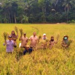 Omin (jongkok depan),petani Desa Cimanggu, Kec.Cibeber bersama tim penyuluh UPTD Pelayanan Pertanian Cilaku turut mengawali panen dengan menyabit padi menguning (Foto:sembada/rori)