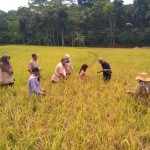Kepala UPTD Pelayanan Pertanian Cilaku Wartini,SP,MP (ke-3 kanan) pimpin pengukuran ubinan 2,5 kali 2,5 mter untuk cari produktivitas panen (Foto:sembada/rori)