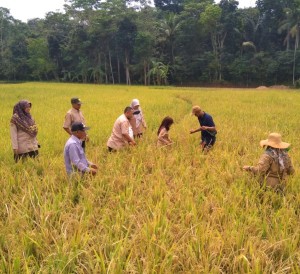 Kepala UPTD Pelayanan Pertanian Cilaku Wartini,SP,MP (ke-3 kanan) pimpin pengukuran ubinan 2,5 kali 2,5 mter untuk cari produktivitas panen (Foto:sembada/rori)