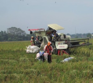 Pengendali mesin pemanen berhenti sejenak untuk menurunkan goni berisi gabah kering panen agar diangkut para petani ataupun pedagang (Foto:sembada/rori)