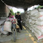 Di sekitar persawahan, gabah kering panen yang telah dimasukkan dalam karung ditumpuk untuk menunggu truk pembeli. Harga GKP adalah antara 5.500 rupiah per kg hingga 5.800 rupiahk per kg (Foto:sembada/rori)