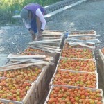 Hasil tomat melimpah  dengan panen pertama sebanyak 12 ton  dengan harga 2.000 rupiah per kilogram (kg) di sawah ladang. Tomar ini berasa manis atau tidak masam sama sekali (Foto?sembada-dok/tiono)