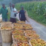 Di Dusun Pacuh, Desa Penataran, Kecamatan Legok Blitar, pada Juni lalu tanam tomat dengan perlakuan bio SAKA. Sutiono (tengah) telah panen ke-9 sebelum perayaan 17 Agustus 2023 seperti terlihat pada gambar (Foto:sembada-dok/tiono)