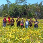 Para penyuluh di hamparan tanaman kedelai di Desa Sukakerta yang akan segera dipanen kendati berumur muda (Foto:sembada/rori)