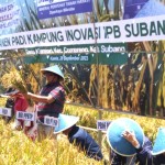 Direktur PPHTP Batara Siagian (berdiri depan) bersama para anggota rombongan memanen padi varietas Inpari-32 yang hasilnya mencapai 9 ton per ha (Foto:sembada/rori)