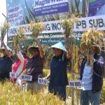 Wakil Bupati Kab.Subang Agus Masykur (2 kanan) seusai menyabit padi siap panen pada acar Panen Padi Kampung Inovasi IPB Subang capai 9 ton per ha sangat menggembirakan para petani (Foto:sembada/rori))