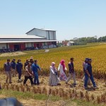 Agus Masykur (depan kanan) bareng Dir.PPHTP Batara Siagian (depan kiri) menuju lokasi panen yang dikelola petani bersama DPC HA Subang (Foto:sembada/rori)