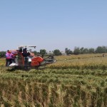 Seusai panen bersama, petani meneruskan proses panen dengan alsintan combine harvester pada bagian lahan seluas 500 ha (Foto:sembada/rori)