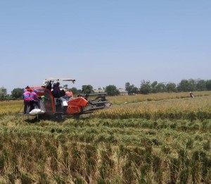 Seusai panen bersama, petani meneruskan proses panen dengan alsintan combine harvester pada bagian lahan seluas 500 ha (Foto:sembada/rori)