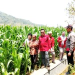 Para penyuluh Kecamatan Maja bersama Rasmita sedang 'menjelajahi' tanaman jagung yang sedang subur berbunga di Desa Cipicung, Kec.Maja, Majalengka (Foto:sembada/rori)