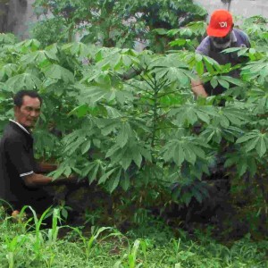 Gozali (kiri) dan Heri Soba (kanan) sedang merawat ubi kayu atau singkong (Manihot utilissima) varietas CARVITA umur 4 bulan dipanen pada umur 8 bulan cocok jadi tape enak (Foto:sembada/rori)